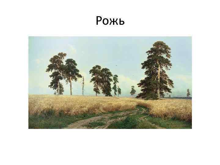 Рожь 