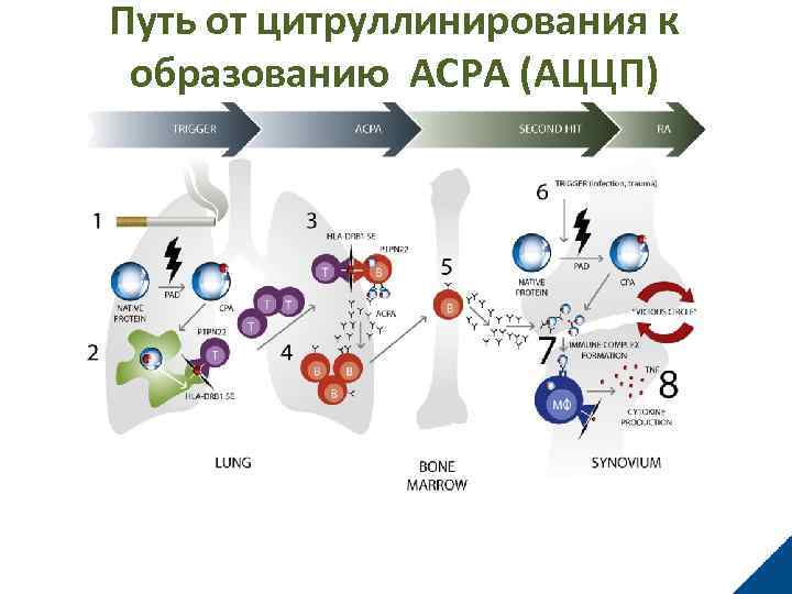 Путь от цитруллинирования к образованию ACPA (AЦЦП) 