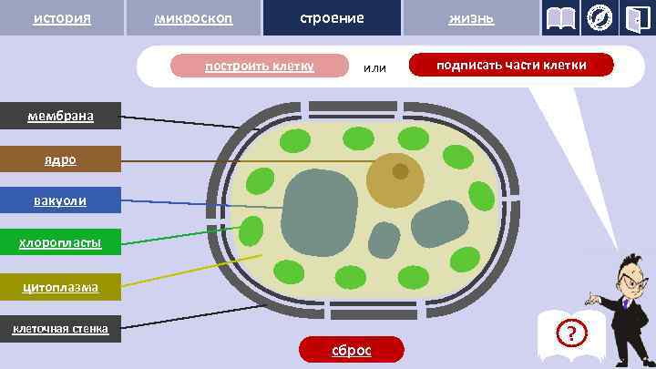 история микроскоп строение построить клетку или жизнь подписать части клетки мембрана 1 ядро 2