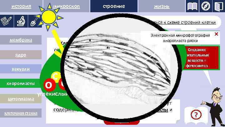 история микроскоп строение жизнь Вернуться к схеме строения клетки Функции Электронная микрофотография хлоропластов: хлоропласта