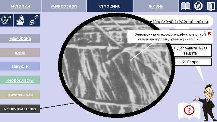 история микроскоп строение жизнь Вернуться к схеме строения клетки мембрана ядро вакуоли хлоропласты Функции