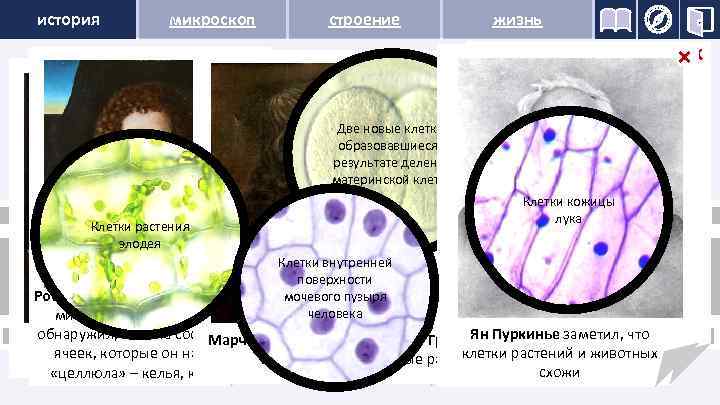 история микроскоп строение жизнь Учёные, внёсшие вклад в открытие и изучение растительных клеток 0
