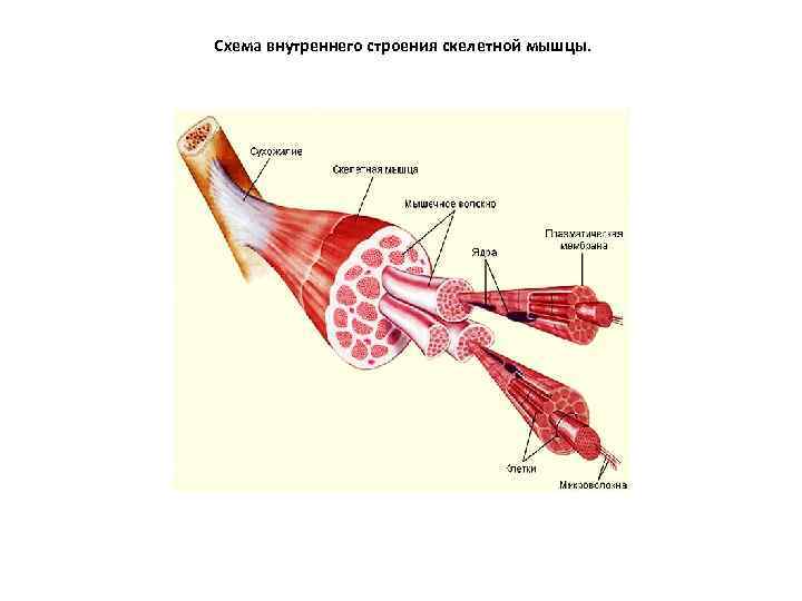 Схема внутреннего строения скелетной мышцы. 