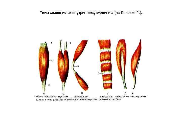 Типы мышц по их внутреннему строению (по Попеско П. ). 