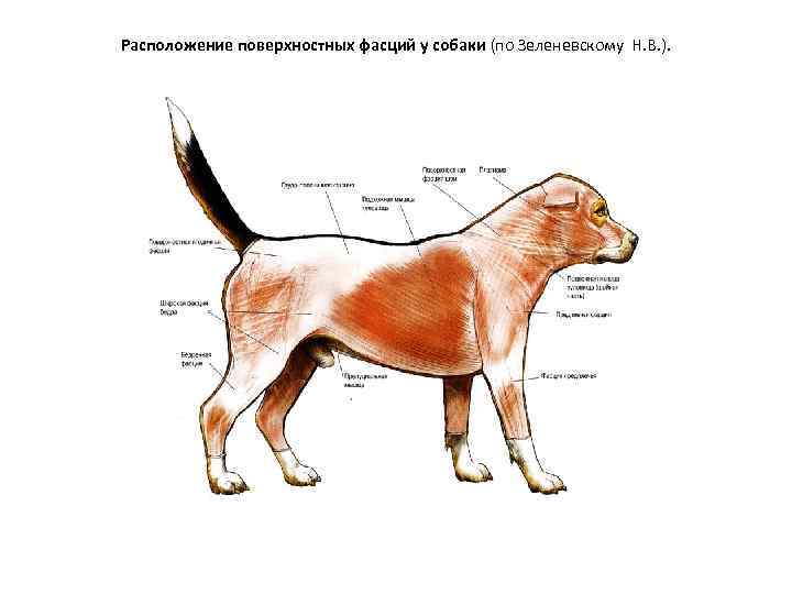 Расположение поверхностных фасций у собаки (по Зеленевскому Н. В. ). 