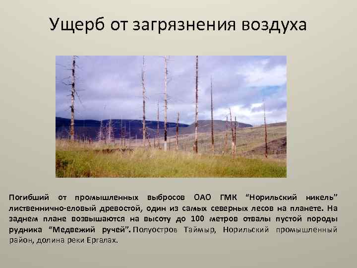 Ущерб от загрязнения воздуха Погибший от промышленных выбросов ОАО ГМК “Норильский никель” лиственнично-еловый древостой,