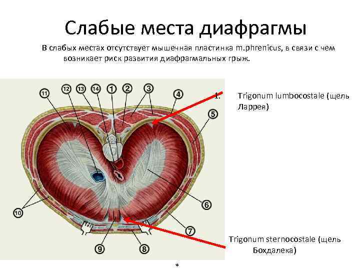 Слабые места диафрагмы В слабых местах отсутствует мышечная пластинка m. phrenicus, в связи с