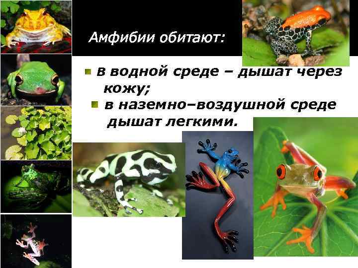 Амфибии обитают: В водной среде – дышат через кожу; в наземно–воздушной среде дышат легкими.