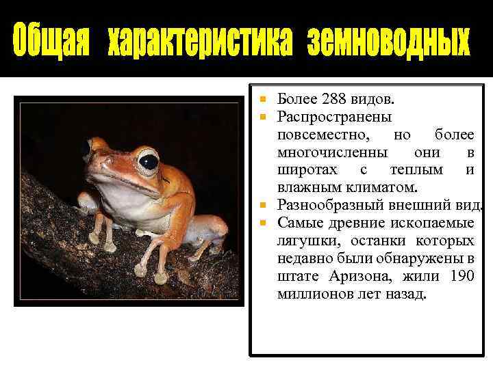 Более 288 видов. Распространены повсеместно, но более многочисленны они в широтах с теплым и