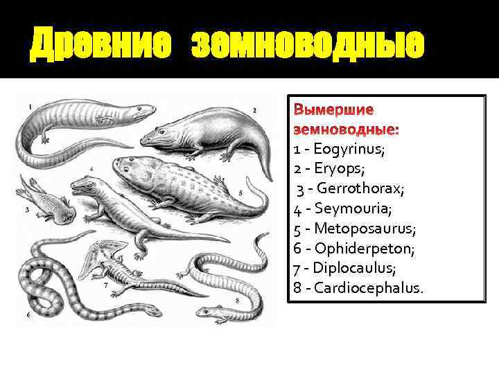 Древние земноводные 1 - Eogyrinus; 2 - Eryops; 3 - Gerrothorax; 4 - Seymouria;