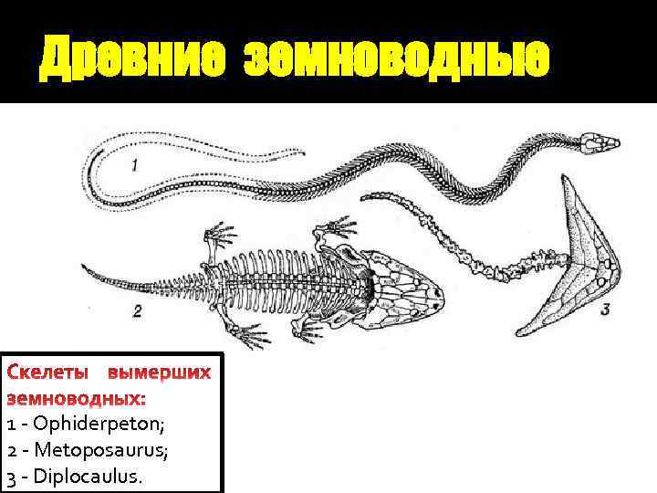 Древние земноводные 1 - Ophiderpeton; 2 - Metoposaurus; 3 - Diplocaulus. 