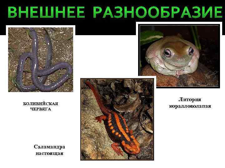 БОЛИВИЙСКАЯ ЧЕРВЯГА Саламандра настоящая Литория коралловолапая 