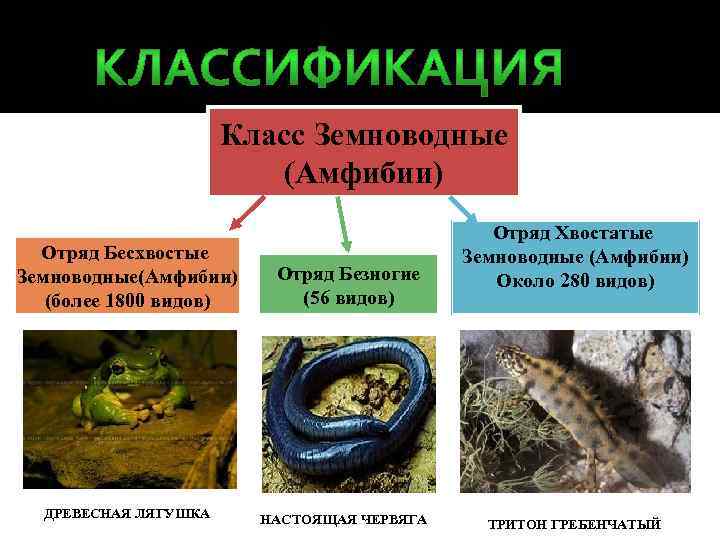 Класс Земноводные (Амфибии) Отряд Бесхвостые Земноводные(Амфибии) (более 1800 видов) ДРЕВЕСНАЯ ЛЯГУШКА Отряд Безногие (56