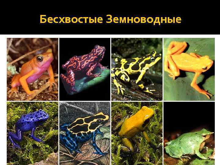 Бесхвостые Земноводные 
