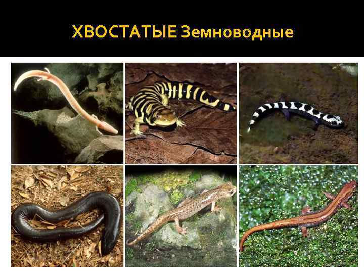 ХВОСТАТЫЕ Земноводные 
