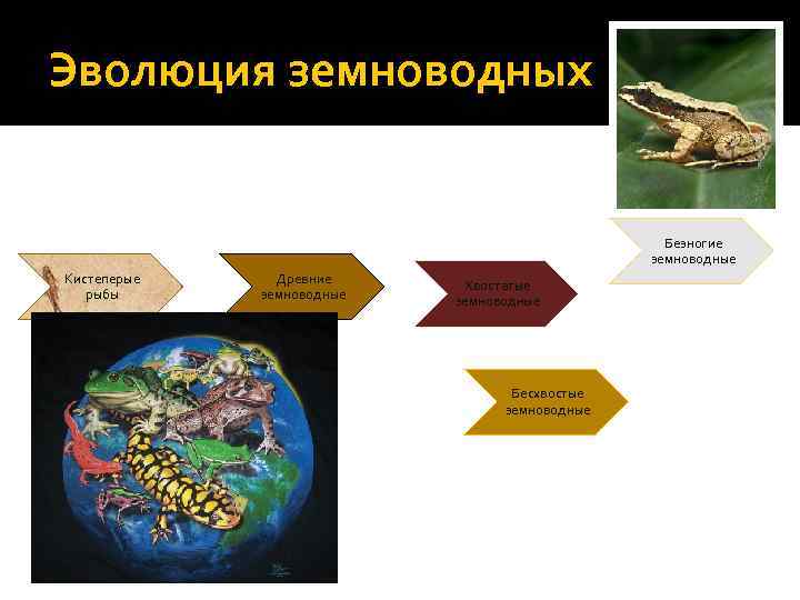 Эволюция земноводных Безногие земноводные Кистеперые рыбы Древние земноводные Хвостатые земноводные Бесхвостые земноводные 