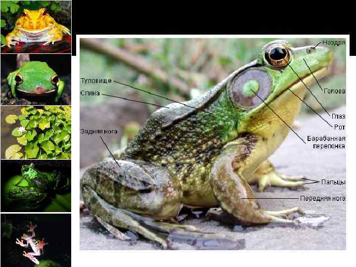  Внешнее строение лягушки: рисунок 