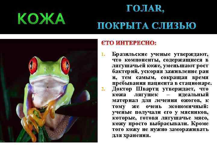 ГОЛАЯ, ПОКРЫТА СЛИЗЬЮ 1. 2. Бразильские ученые утверждают, что компоненты, содержащиеся в лягушачьей коже,