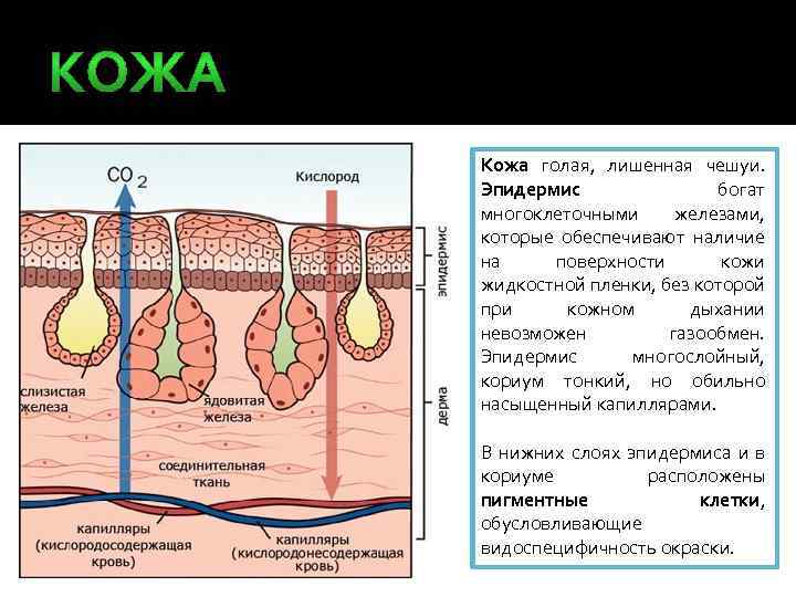 Кожа голая, лишенная чешуи. Эпидермис богат многоклеточными железами, которые обеспечивают наличие на поверхности кожи