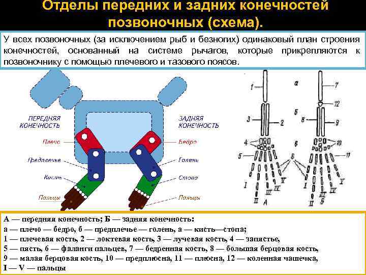 Схема свободной конечности наземного типа