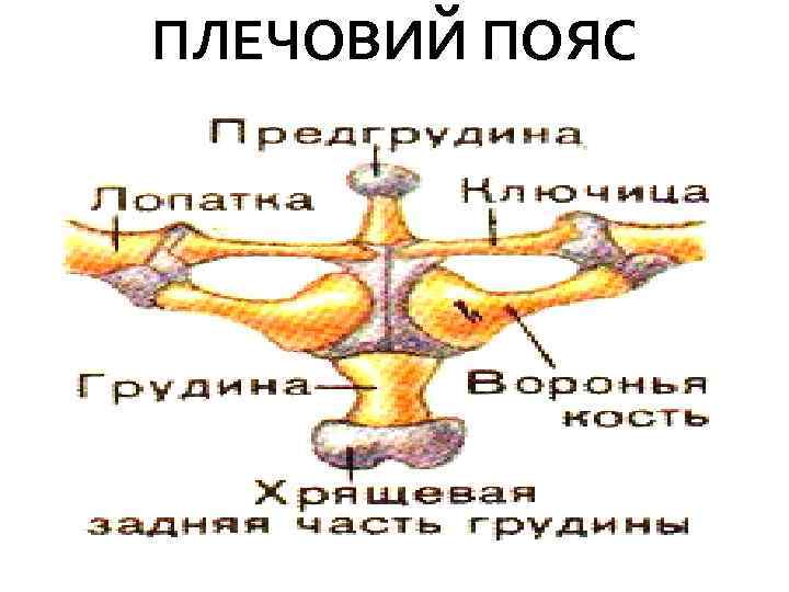 ПЛЕЧОВИЙ ПОЯС 