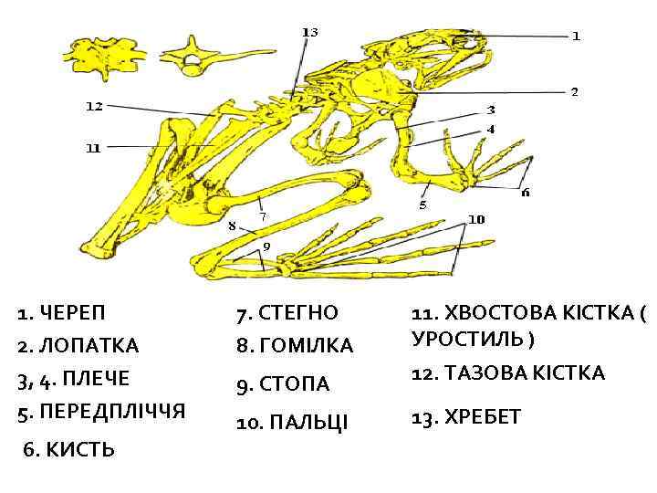 Кости передней конечности земноводных. Уростиль в скелете лягушки. Строение скелета амфибий. Скелет лягушки отделы позвоночника. Строение скелета лягушки.