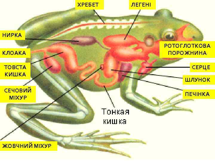 На рисунке отделы кишечника лягушки обозначены цифрами ответ