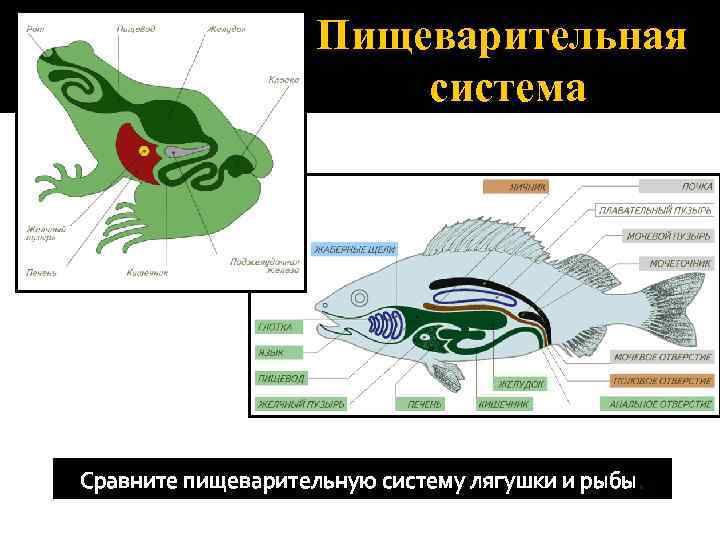 Схема пищеварительной системы лягушки