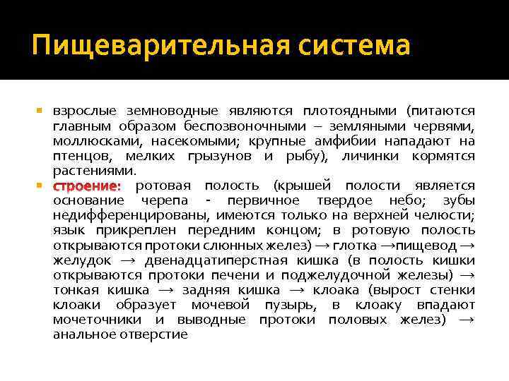 Пищеварительная система взрослые земноводные являются плотоядными (питаются главным образом беспозвоночными – земляными червями, моллюсками,