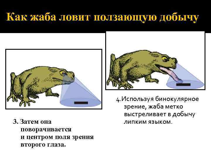 Как жаба ловит ползающую добычу 3. Затем она поворачивается и центром поля зрения второго