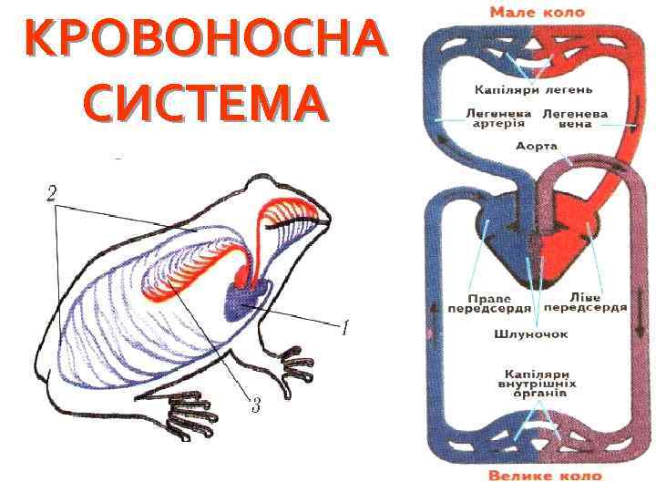 Zemnovodnye Amfibii Yaksho Htos Pomilkovo