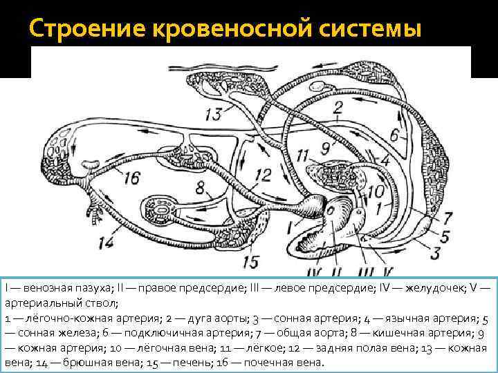 Кровеносная кошка. Строение кровеносной системы кошки. Сердечно сосудистая система кошки.