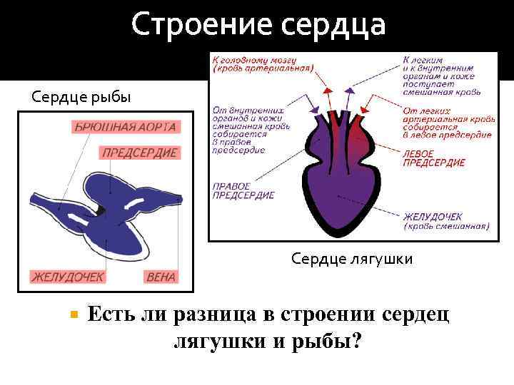 В желудочке земноводных находится. Строение сердца амфибий. Строение сердца лягушки. Строение сердца земноводных. Строение сердца земноводного.