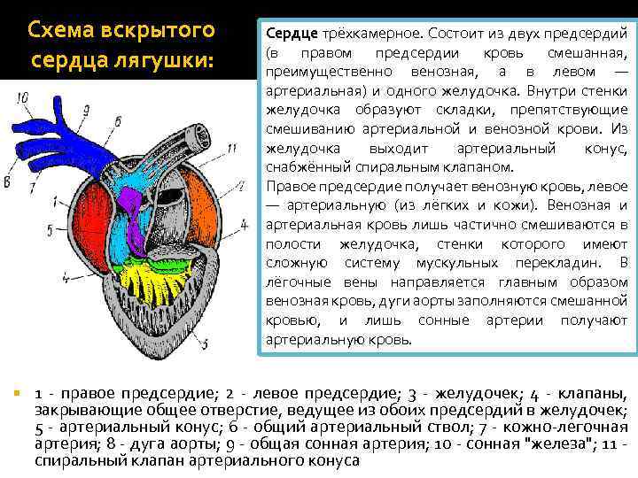 Правая дуга аорты у млекопитающих