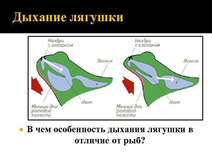 Как дышат лягушки. Строение дыхательной системы лягушки. Дыхательная система система земноводных.