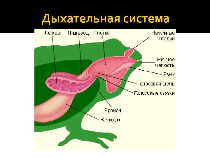 Дыхание земноводных