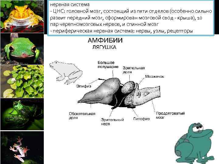 нервная система - ЦНС: головной мозг, состоящий из пяти отделов (особенно сильно развит передний