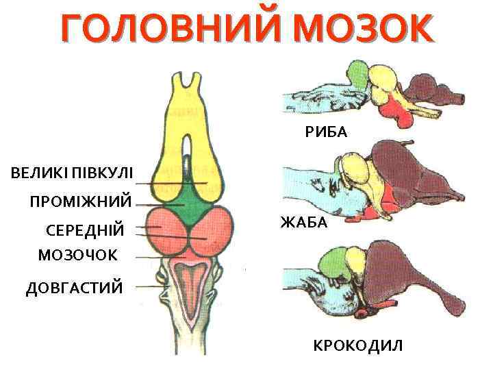 ГОЛОВНИЙ МОЗОК РИБА ВЕЛИКІ ПІВКУЛІ ПРОМІЖНИЙ СЕРЕДНІЙ МОЗОЧОК ЖАБА ДОВГАСТИЙ КРОКОДИЛ 