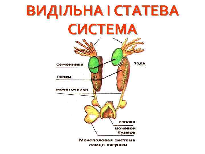 ВИДІЛЬНА І СТАТЕВА СИСТЕМА 