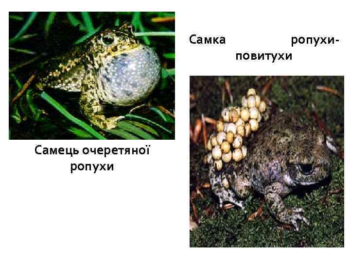 Самка ропухи- повитухи Самець очеретяної ропухи 
