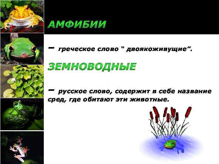 – – греческое слово “ двоякоживущие”. русское слово, содержит в себе название сред, где
