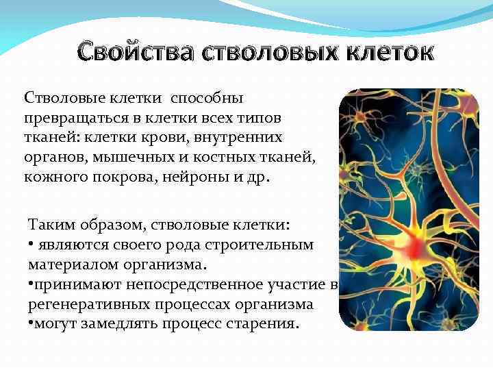 Свойства стволовых клеток Стволовые клетки способны превращаться в клетки всех типов тканей: клетки крови,