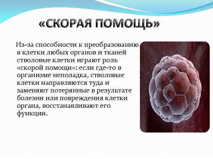 1 стволовые клетки. Стволовые клетки презентация. Презентация на тему стволовые клетки. Эмбриональные стволовые клетки. Стволовая клетка презентации.