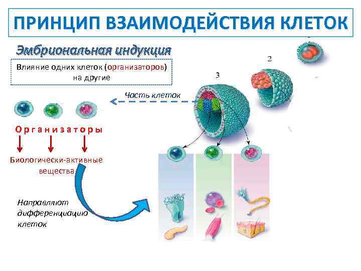 ПРИНЦИП ВЗАИМОДЕЙСТВИЯ КЛЕТОК Эмбриональная индукция Влияние одних клеток (организаторов) на другие Часть клеток Организаторы