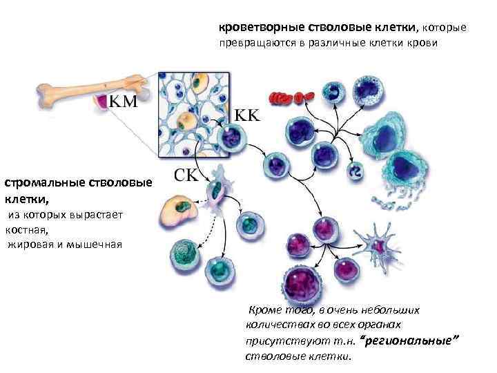 кроветворные стволовые клетки, которые превращаются в различные клетки крови стромальные стволовые клетки, из которых