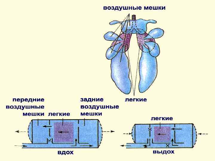 Легочные мешки трахеи