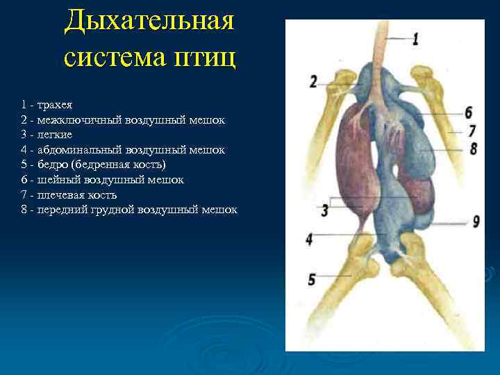 Трахея птиц. Дыхательная система система птиц. Органы дыхания птиц. Органы дыхательной системы птиц. Схема дыхательной системы птицы.