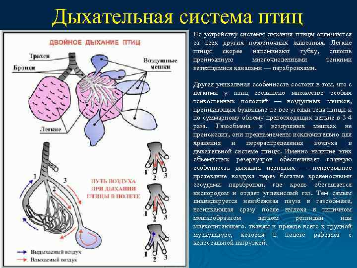 Дыхательная система птиц По устройству системы дыхания птицы отличаются от всех других позвоночных животных.