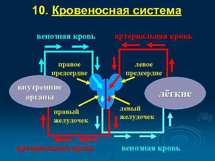 10. Кровеносная система венозная кровь правое предсердие артериальная кровь левое предсердие внутренние органы правый