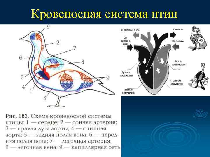 Схема кровеносной системы голубя